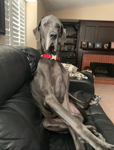 Zeus.... You were my favorite hello and my hardest goodbye