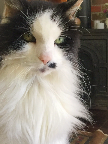 Wilson Russell #MyBestBuddy for 17 years 7 months 16 days ❤️. #ForeverInMyHeart 🐾