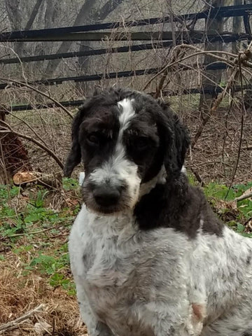 Lexy Girl... Free to run with Winny...forever in our hearts..we love you hugs...