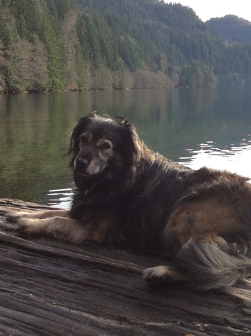 Amber, Thank you for Being My Doggie Partner!