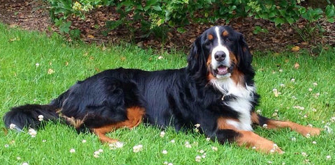 Mocha, your distinctive love & kindness lives forever in my soul. I love you 🐾💝🌲