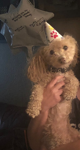 Minnie -August 2019 - Forever in our hearts!