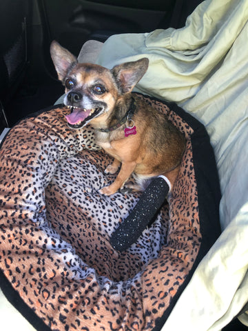 Gidget Bradford - You’ll forever be in our hearts 💕 We love and miss you 🐾 