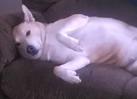 Hunter my spoiled boy. I miss you so much!!!