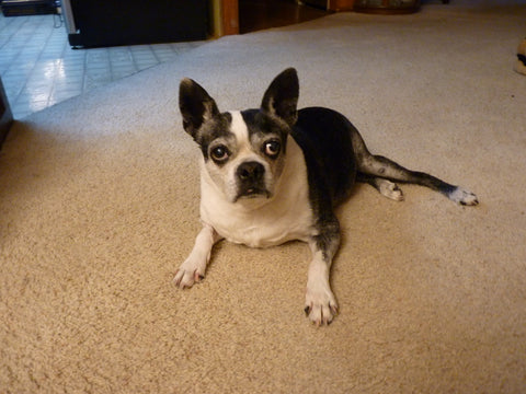 Lucy Delmage.  We will never forget you. You left paw prints on our hearts.