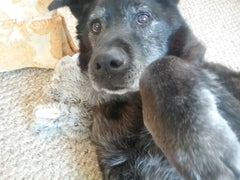 Bear the dog