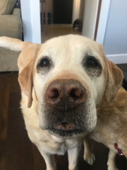 Sumo - We love you!