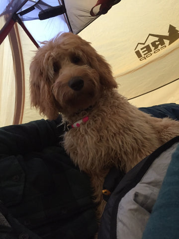 Otis- You made us a family and we will forever be grateful for you. miss you 