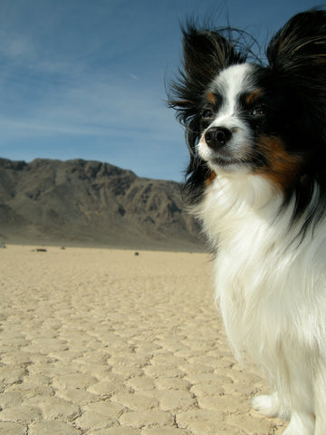 Jackie 2003-20019 The best little dog in the whole wide world! 