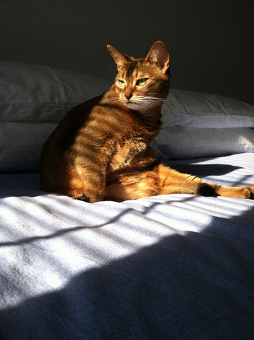 Abby (2001-2019) - Until we meet again, my sweet girl.