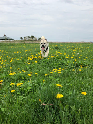 Buddy - our sweet boy. You & Bella have our hearts forever!