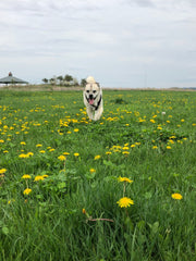 Buddy - our sweet boy. You & Bella have our hearts forever!