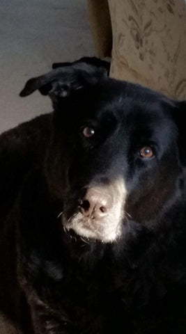 Thor Tinney The best I ever had. I will never forget you boy.