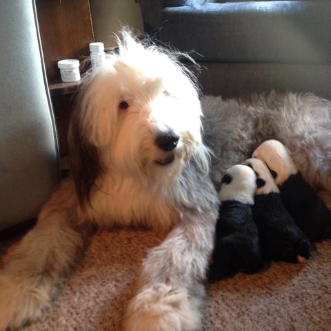 Nellie Gisewhite - Best dog ever.  Love you always!