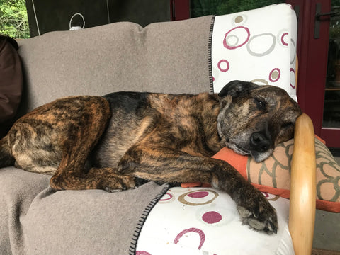 Oggie Nash you are our once in a lifetime best friend. We miss u every day!