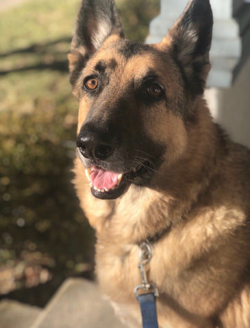 Chip Minnick: Our sweet boy & best friend. The greatest dog to ever live.