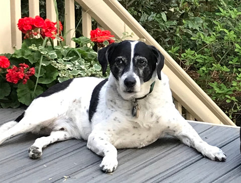 Fred - who loved the sunshine, his people, and his dogs