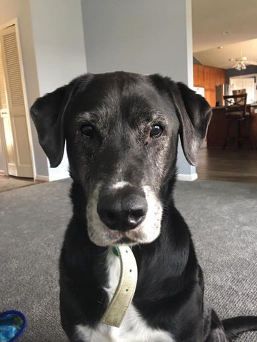 Sully, my best bud. I will miss you forever. 