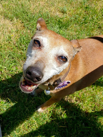 To Cleo Hipszky-our time was too short. We love you, don't forget about us Red.