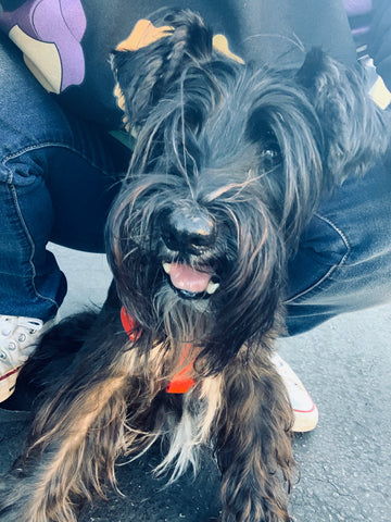 Maggie<3 You may have left my side, but you will never leave my heart <3