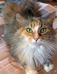 Calliope Schoechle, you were a gift. ❤️ you forever. 5/01 - 11/19