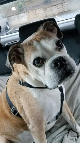 Biscuit, our sweet girl, in our hearts forever <3 <3 <3