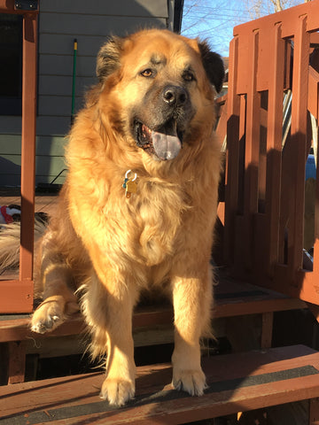 Magnus-The Bear:  All Heart and Howl. We miss you. We love you forever.   