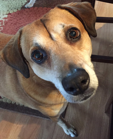 Phoebe, our sweet and goofy girl.  We miss you so.