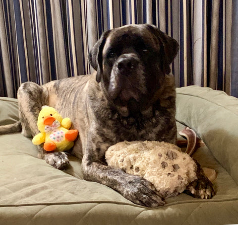 Gus