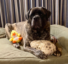 Gus