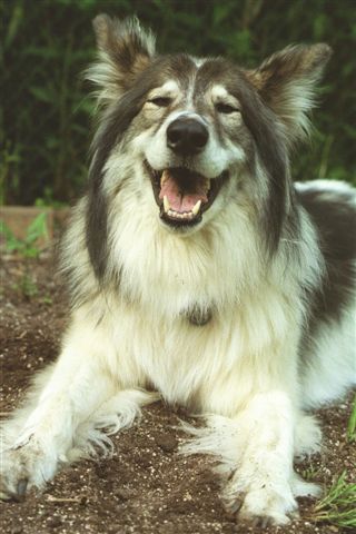 Tula