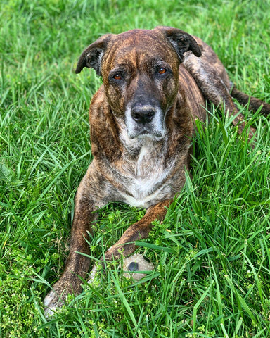 Tyson
