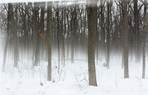 Honorable Mention, Winter-Julia Reich