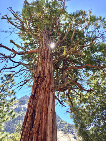 Winner, Tie, Glorious Big Tree-Jennifer Fuqua