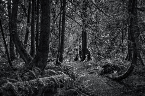 Winner, Black & White-Suzanne Greenberg