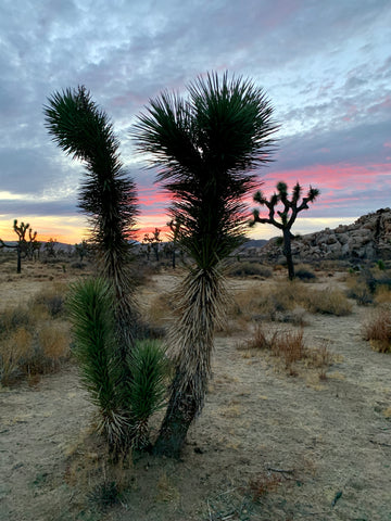 Winner, Beach/Desert Trees-Laurence Litrico