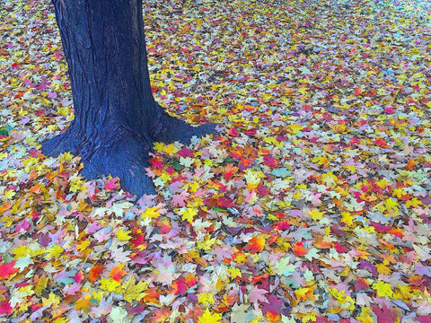 Honorable Mention, Autumn-Bob Lyons