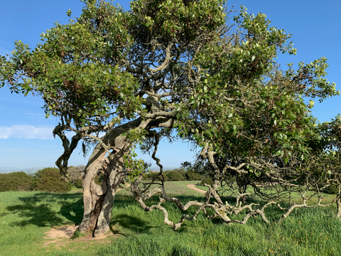 Honorable Mention, Glorious Big Tree-Scout Tomyris