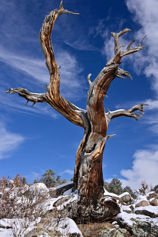 Winner,Tie, Survivor Tree-Donna di Natale