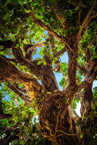 Honorable Mention, Light & Shadow-Christopher Reale