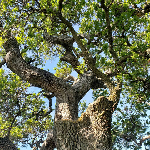 Winner,Tie,Glorious Big Tree-Katherine Duran